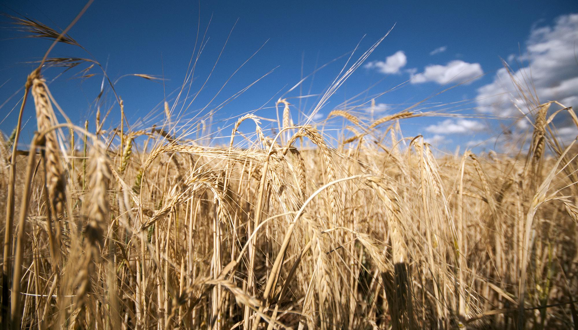 CerealesTrigo agricultura